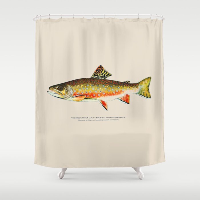 Brook Trout