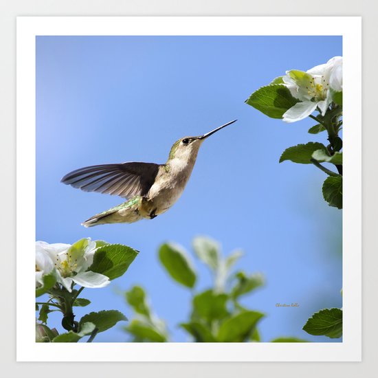 Spring Hummingbird Art Print