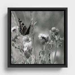 Butterfly on a Thistle in the Scottish Highlands Framed Canvas