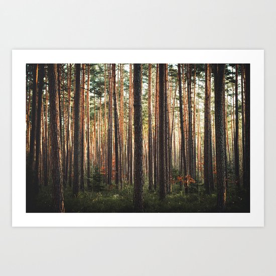 Through The Wood Art Print