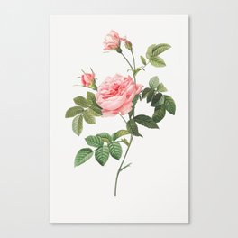 Boursault Rose by Pierre-Joseph Redouté Canvas Print