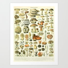 Mushrooms by Adolphe Millot Art Print