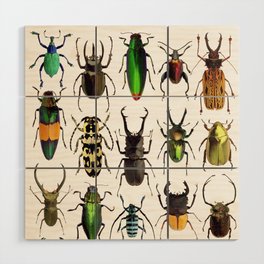 Beetles Collage Wood Wall Art