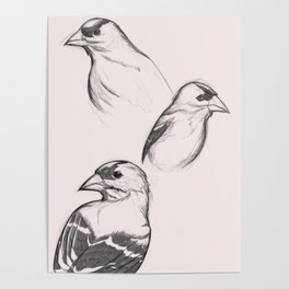 American Goldfinch Sketches Poster