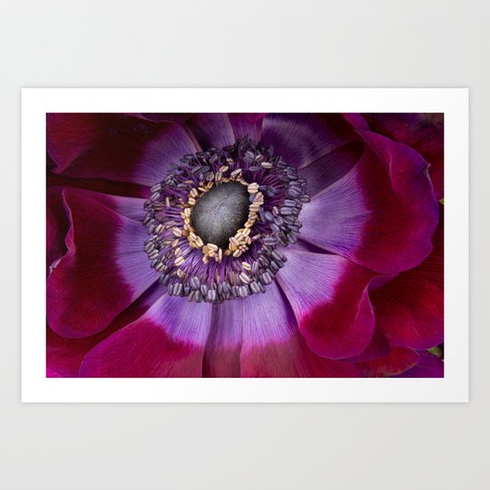 Anemone Coronaria - Macro Art Print