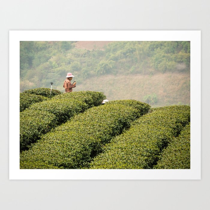 Tea Plantation, Chiang Rai, Thailand Art Print