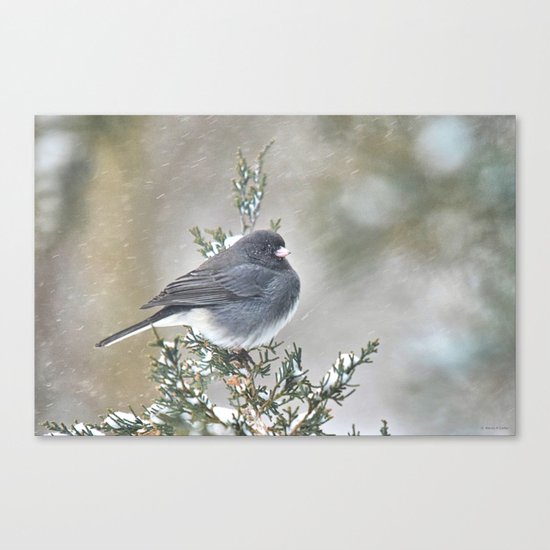 Tip Top Junco Canvas Print