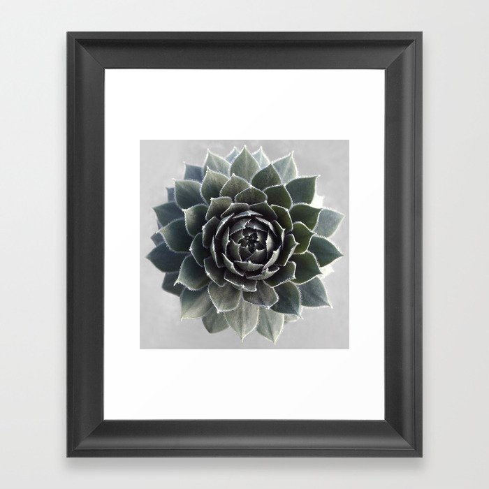 Succulent Photography Nature Plant Green Cactus Floral Art Framed Art Print