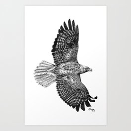 Red-Tailed Hawk (white background) Art Print