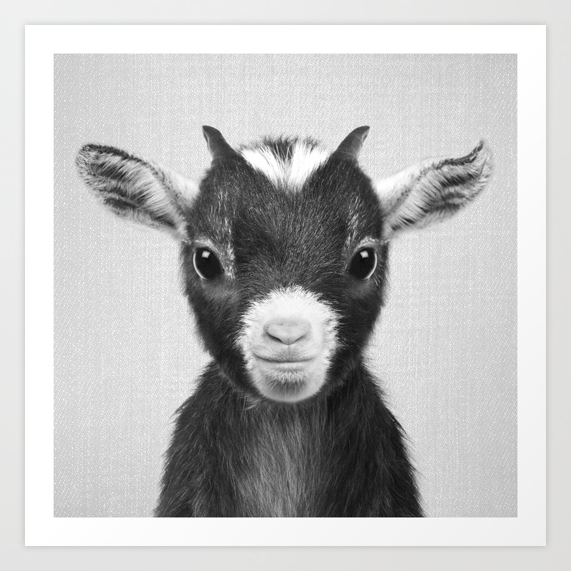 photo Black And White Baby Goat baby goat black white art print by galdesign