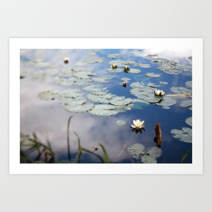 water lily Art Print | Photography, Tilt-shift, Photography, Flowers, Nature, Water-lily, Leafs, Water, Nature-photography