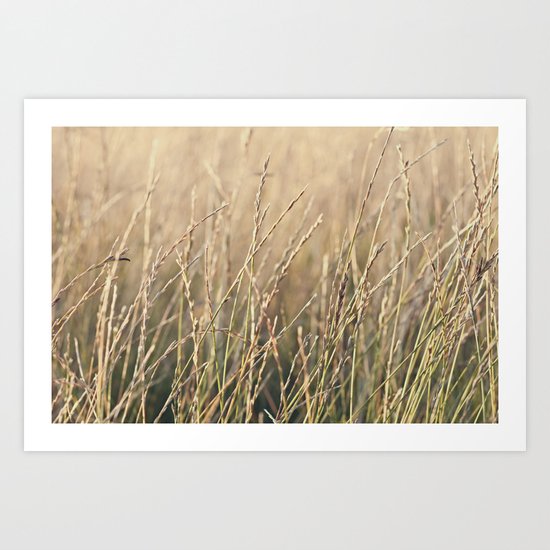 Field in the Sun Art Print