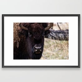 Close-Up of Plains Bison from the Custer State Park Herd Framed Art Print