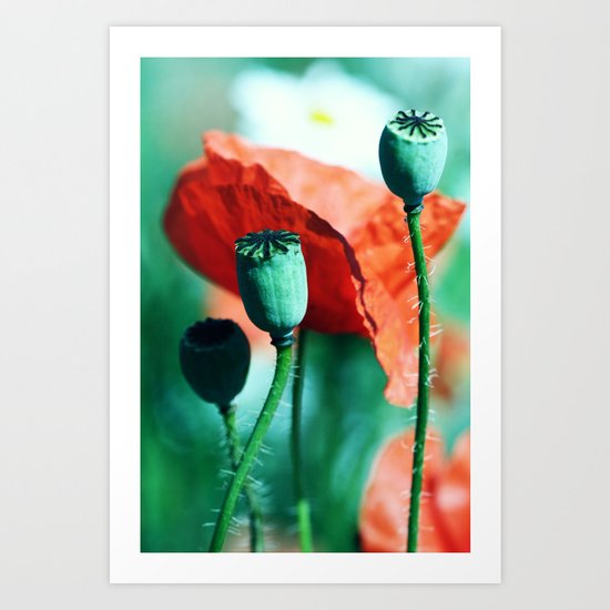 Poppy Art Print