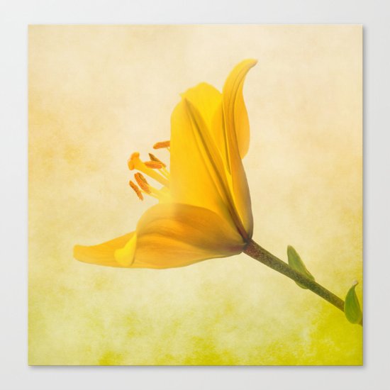 Lemon Lily Canvas Print