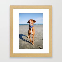 Dog Ready for Action Framed Art Print
