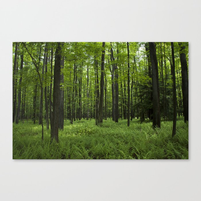 Midst of Summer Canvas Print