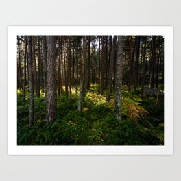 Sun rays in the forest Art Print