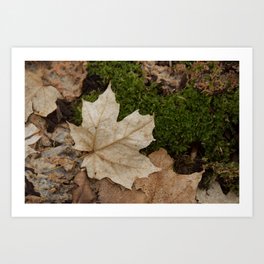 Mossy Fall Maple Leaf Art Print