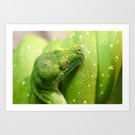 Green snake Art Print | Nature, Animal, Coldblooded, Moreliaviridis, Snake, Tree, Green, Eye, Wildlife, Serpent 