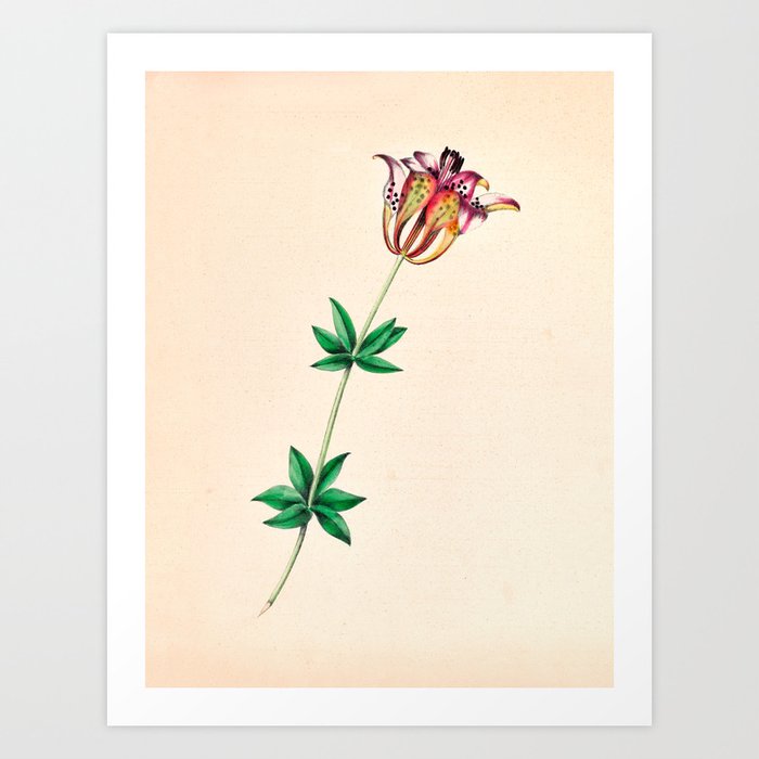  Wood lily by Clarissa Munger Badger, 1859 (benefitting The Nature Conservancy) Art Print