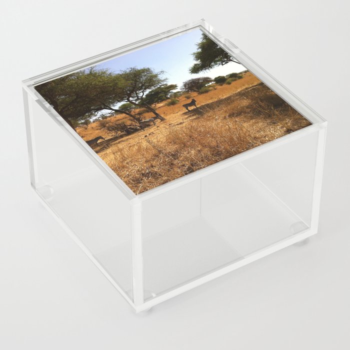 South Africa Photography - Zebras Under Acacia Trees  Acrylic Box