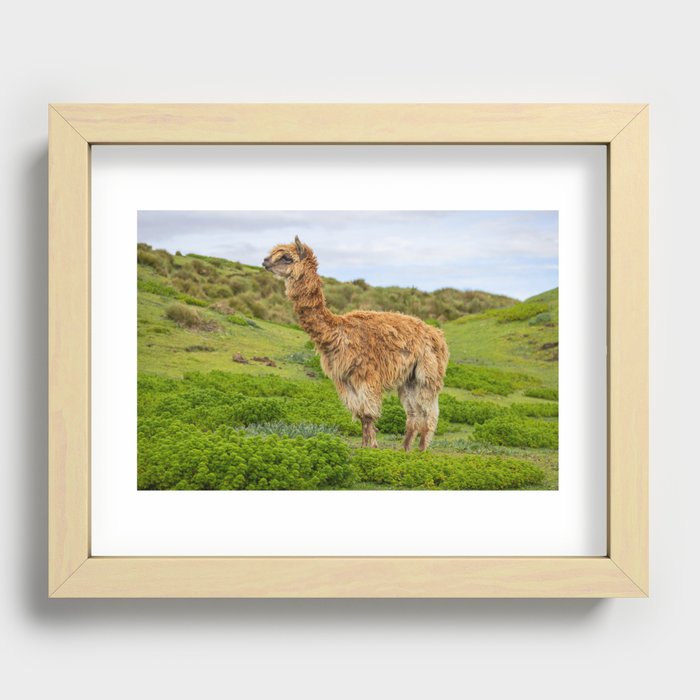 Lost Alpaca Recessed Framed Print