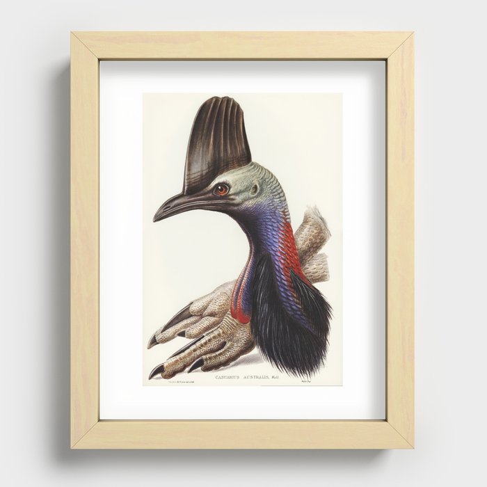 Cassowary vintage art Recessed Framed Print