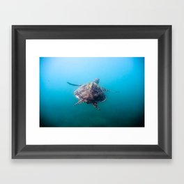 Turtle gliding underwater Framed Art Print