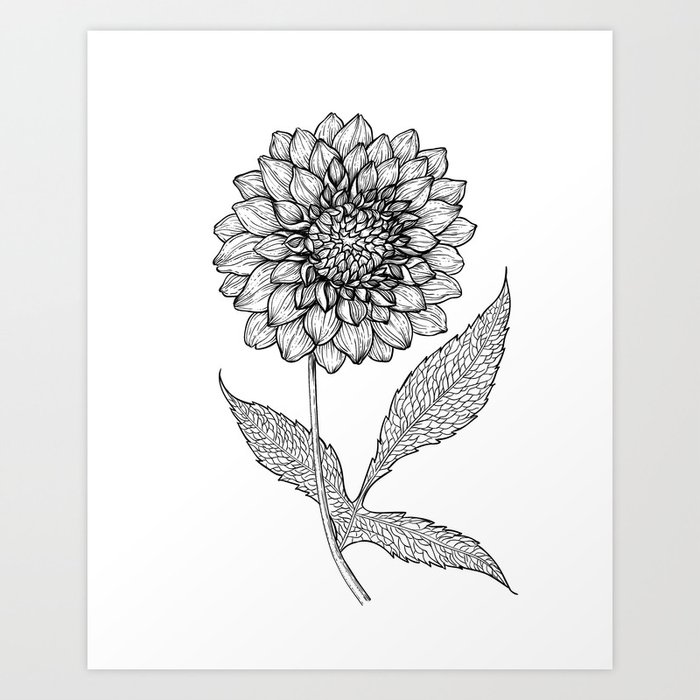 Dahlia Drawing Art Print By Katerinamitkova Society6