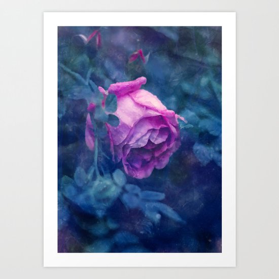 Blooming rose Art Print