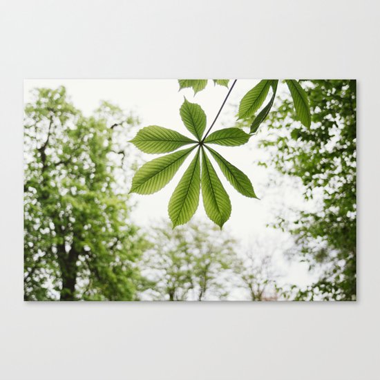 Green Spring Leaf Canvas Print
