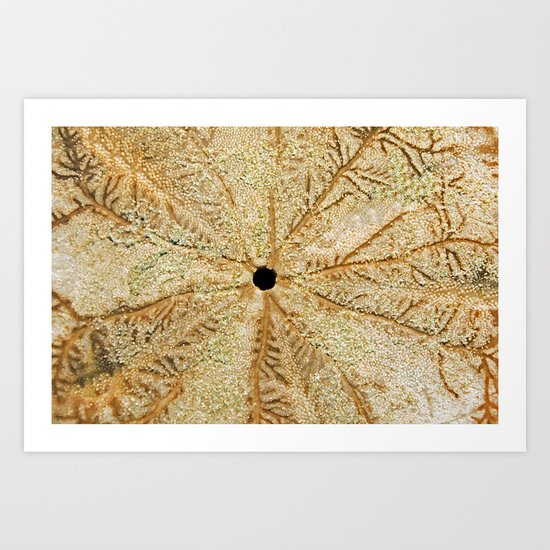 SAND DOLLAR Art Print