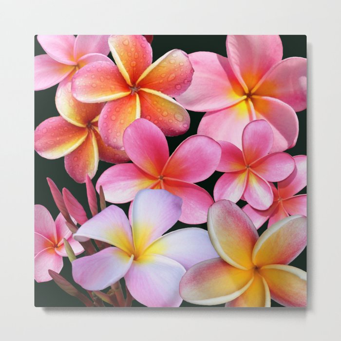 Pink Plumerias Metal Print