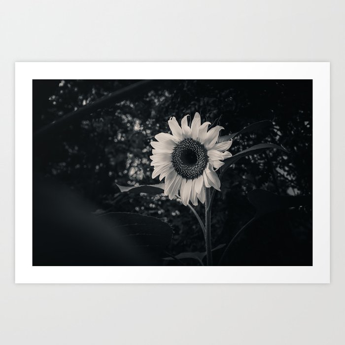 Sunflower in the Dark. Black and White Photograph Art Print