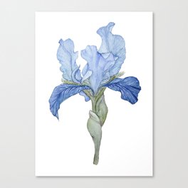 Blue Bearded Iris Canvas Print