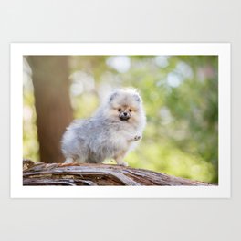 Tiny Toy Pomeranian Puppy On Log Art Print