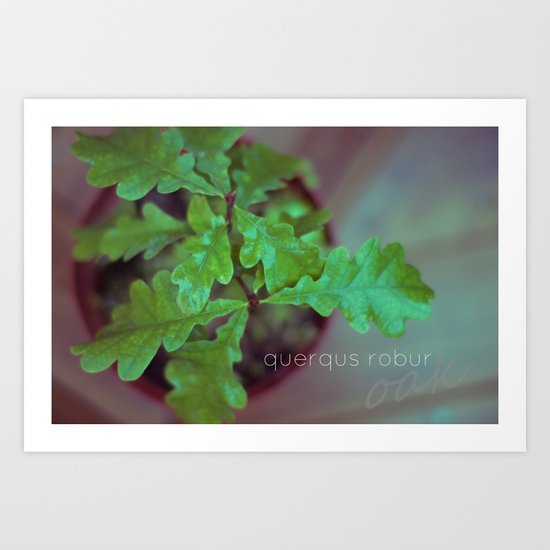 Querqus Robur Art Print