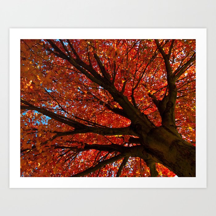 Shimmering Orange: Autumn Maple Tree Nature / Botanical Photograph Art Print