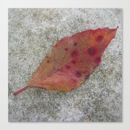Polka Dots Leaf on Stone Canvas Print