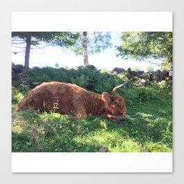 Fluffy Highland Cattle Cow 1184 Canvas Print