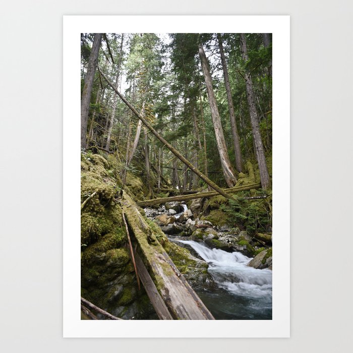 Mountain Creek River Forest Rainforest Landscape Pacific Northwest Washington Hiking Old Growth Geology Art Print