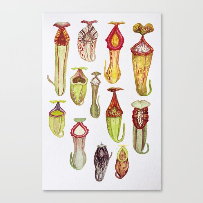 Nepenthes of the World: vol 3 Canvas Print