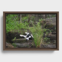 Playful puppy Framed Canvas