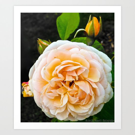 Bloom1 Art Print