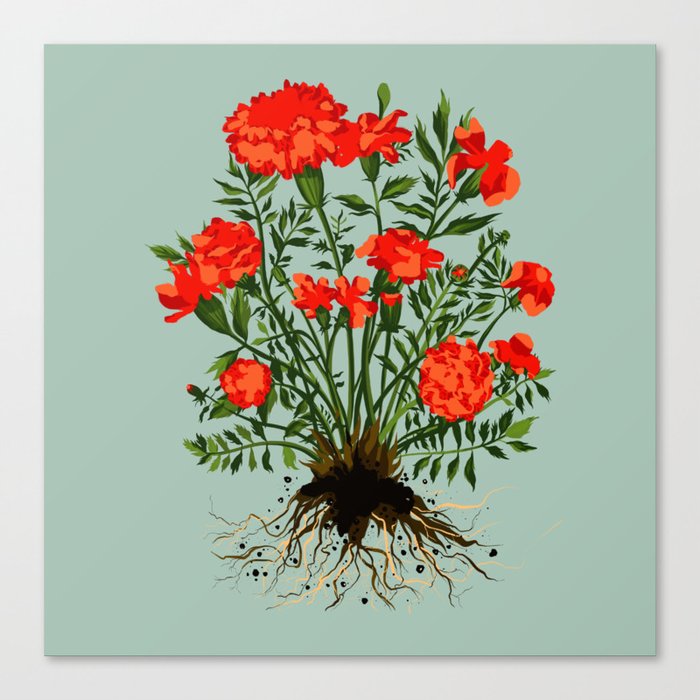  Marigold plant flower portrait with sage background Canvas Print