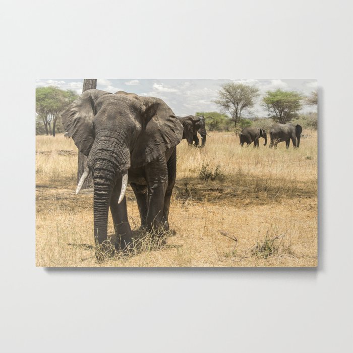 Curious Elephant in Tarangire National Park, Tanzania Metal Print