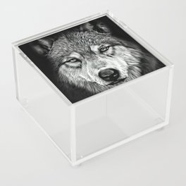 Cool Wolf Stare Acrylic Box