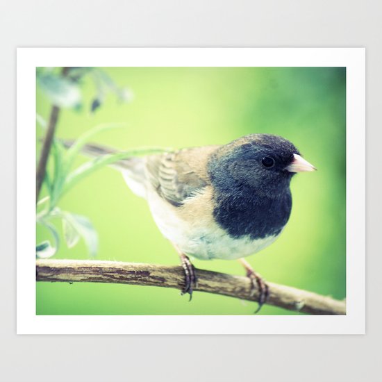 bird 002 Art Print