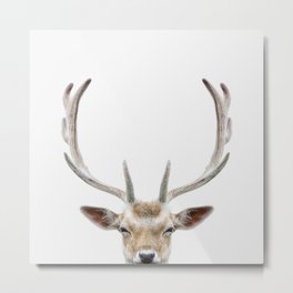 Deer Head Metal Print